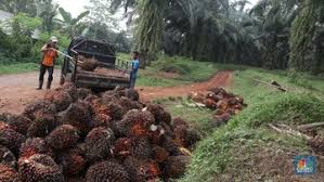 Harga minyak sawit terus turun dari harga tertinggi 13 tahun pada hari senin 22 maret, pada seminggu ini harga minyak sawit turun 0.9%, dan ditutup ke harga terendah 3 minggu terendah sejak 3 maret 2021. Harga Cpo Anjlok 11 Minggu Ini Ke Depan Gimana