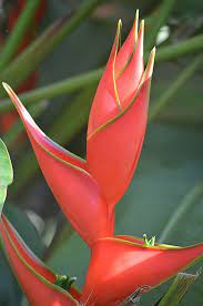 Pin On Flowers 2