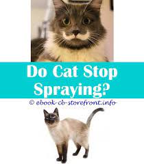 5 Neat Clever Tips Can Cats Eat Catnip Spray Cat Deterrent Spray Indoor Can Cats Eat Catnip Spray Can Cats Eat Catnip Spray How To Tell Admirable Toxoplasmosis