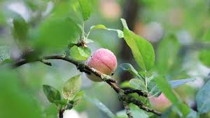 Of course, how long it will take your apple tree to bear fruit depends on very many factors. How Long Will It Take For A 9 Foot Apple Tree To Bear Fruit