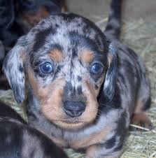 Pin By Connie Monday On Must Love Dogs Dapple Dachshund Dachshund Puppies Dachshund