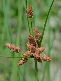 Image result for Cyperaceae
