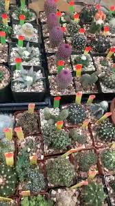 There are 4766 active homes for sale in austin, tx, which spend an average of 50 days on the market. Austin Cactus And Succulent Society Home Facebook