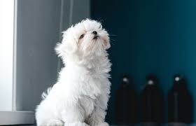 This business listing is provided by Services Vet In Kokomo Northeast Animal Clinic