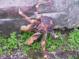 Researcher in remote chagos islands says he saw crabs, previously thought to be scavengers, hunting and killing seabird. Coconut Crabs Pack The World S Strongest Grip Pbs Newshour