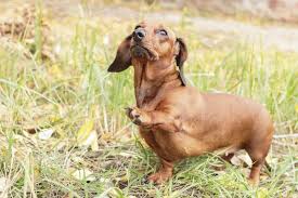21 Things About Dachshunds Every Owner Should Know