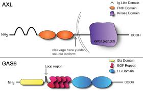 Axl Axl Receptor Tyrosine Kinase