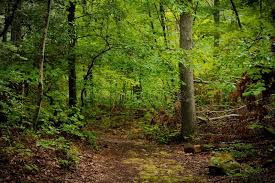 Woods Path A Quiet Path In The Woods Affiliate Path Woods Woods Quiet Ad Wood Path Paths Stock Images Free