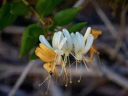 Etymology & different language versions. Amazing Meaning And Symbolism Of Honeysuckle Flower You Should Know Florgeous