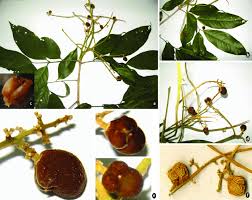 Image result for Lepisanthes