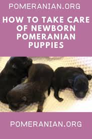 Welcome to pomeranian 4 home pups. How To Take Care Of Newborn Pomeranian Puppies