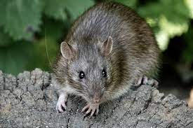 We have listed the main culprits here, including rats, squirrels, gophers, skunks and raccoons. How To Get Rid Of Rats In The Home Expert Tips