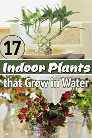 Buy something that likes to live the way you do, advises gwenn fried, manager of the horticulture therapy program at nyu langone. 16 Amazing Indoor Plants That Grow In Water Water Garden Plants Growing Plants Indoors Indoor Water Garden