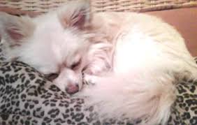 Tracy has over 35 years training and competing dogs at all levels of obedience and rally. Happy Tails Dog Spa Not So Happy Toronto City Gossip Toronto City Gossip