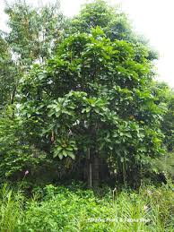 Image result for Barringtonia