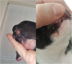 One set of shots does not provide adequate protection if your puppy is less. Staphylococcus Pseudintermedius Septicemia In Puppies After Elective Cesarean Section Confirmed Transmission Via Dam S Milk Bmc Veterinary Research Full Text