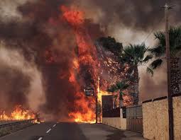 Phytolacca dioica, commonly known as ombú, is a massive evergreen tree native to the pampa of south america.like its specific epithet suggests, it is dioecious, with male and female flowers on separate plants. Bknb5qpc5iubum