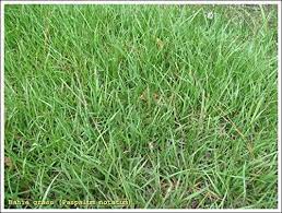 Bahia grass is a very hardy grass that it used frequently along the coastal areas of florida. Amazon Com Seedranch Pensacola Bahia Grass Seed 50 Lbs Grass Plants Garden Outdoor