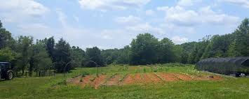 Best tool for weeding vegetable garden. The Best Long Handled Weeding Tools You Should Grow