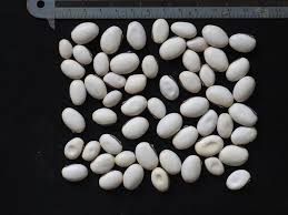 Image result for Canavalia ensiformis