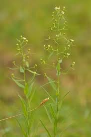 Image result for Thesium chimanimaniense