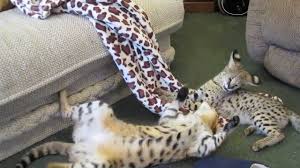The serval (leptailurus serval) is a wild cat native to africa. F1 Savannah Vs Serval Cat Youtube