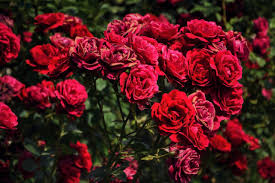 صور متحركة ورود شوف جمال الورد الحبيب للحبيب