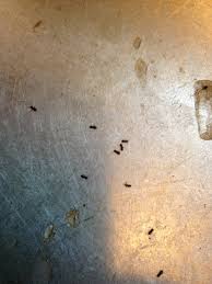 itty bitty bugs in kitchen and bathroom