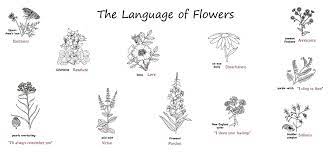 Flowers have a language of their own. Language Of Flowers U S National Park Service