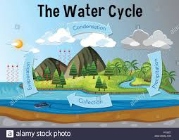 The Water Cycle Diagram Illustration Stock Vector Art