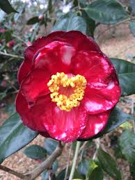 Terrell Weaver” and Mother Nature has bloomed a SPECIAL HEART for  Valentine's Day. Enjoy, Don