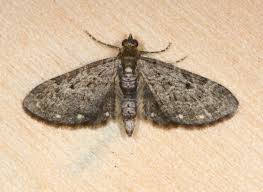 Image result for Eupithecia tripunctaria