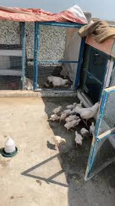 #Mashallah white aseel chicks