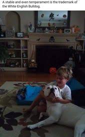 Old Southern White English Bulldog