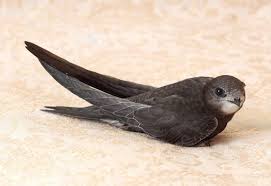 Результат пошуку зображень за запитом "стриж"