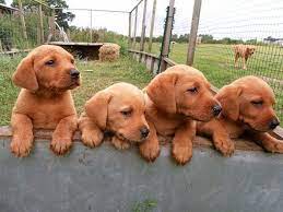 Fox red lab puppies for sale uk. Fox Red Labrador Retrievers Hellow Dog Red Lab Puppies Fox Red Labrador Puppy Red Labrador Retriever