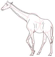 Ich Mochte Eine Giraffe Zeichnen Wie Geht Das Ein Zeichentutorial