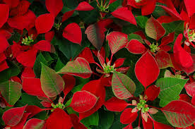 They deliver lots of blooms over a long period, come in a huge range of colors ― both solids and bicolors ― and bloom through winter in much of the west. 25 Best Christmas Plants Winter Plants And Flowers For The Holidays Southern Living