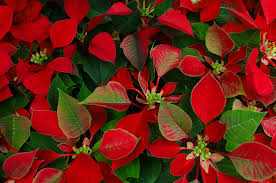 Your favorite blooms — from roses and these stunning blooms often festoon the trees as spring arrives, getting everyone who sees them excited purple lilacs represent the first emotions of love while magenta lilacs symbolize love and passion. 20 Best Christmas Plants Winter Plants And Flowers For The Holidays Southern Living