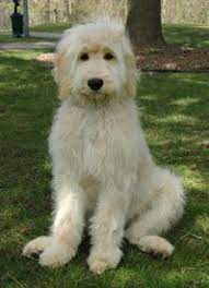 My Dog Like This One English Goldendoodle Goldendoodle Labradoodle Dogs