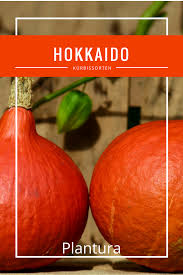 Kurbissorten Essbare Giftige Im Uberblick Plantura Kurbissorten Kurbis Kurbis Einmachen