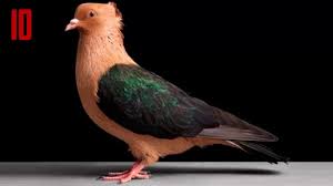 Burung ini mempunyai jambul di kepala yang khas serta lingkaran mata hitam. 9 Merpati Aneh Dan Indah Binatang 2021