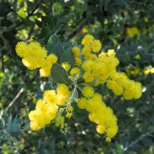 Image result for Acacia podalyriifolia