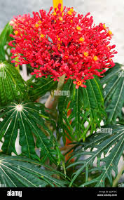 Image result for Jatropha multifida