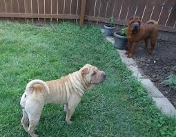 He is crate and potty trained. Chinese Shar Pei Puppys For Sale In Youngstown Ohio Classified Americanlisted Com