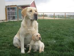 We did not find results for: Labrador Retriever Breeders In Pa Petfinder