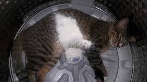 The result is better than i though. My Mother Is Getting Ready To Wash Clothes And Then Found Our Cat Sleeping In Her Washing Machine Aww