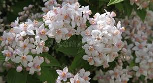 Image result for Deutzia x hybrida ′Mont Rose