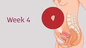 4 Weeks Pregnant All You Need To Know Tommy S