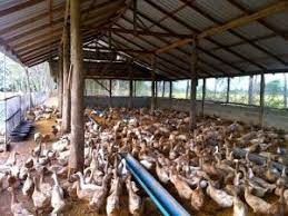 Maybe you would like to learn more about one of these? Ternak Bebek Pedaging Baca Dulu 10 Rangkuman Penting Ini